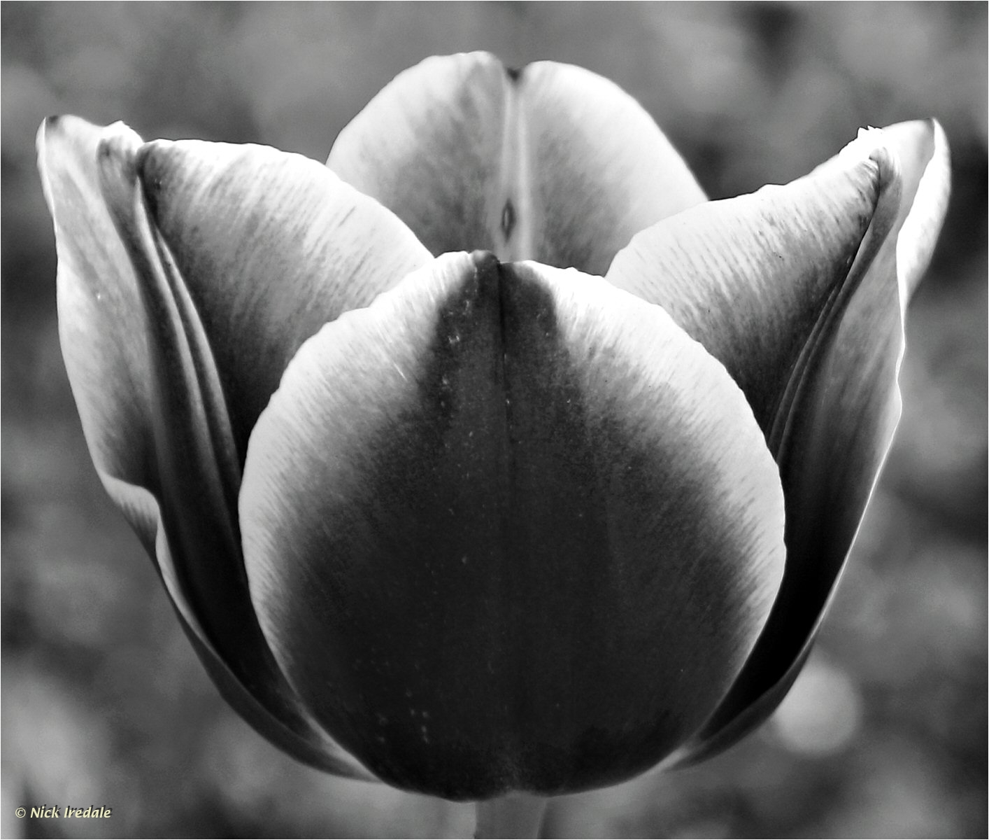 Tulip